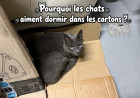 Pourquoi les chats aiment dormir dans les cartons ?