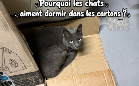 Pourquoi les chats aiment dormir dans les cartons ?