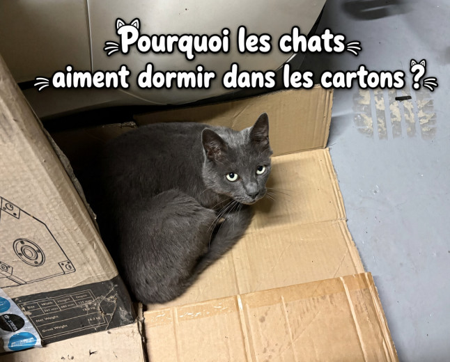 Pourquoi les chats aiment dormir dans les cartons ?